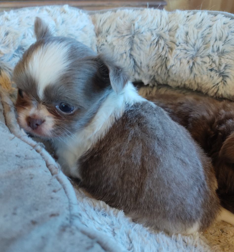 Des Blancs Moutons - Chiot disponible  - Chihuahua