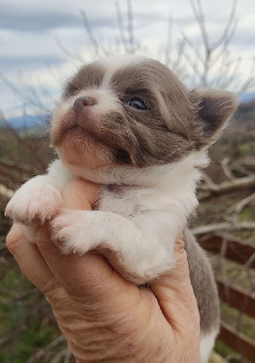 Des Blancs Moutons - Chihuahua - Portée née le 06/12/2024