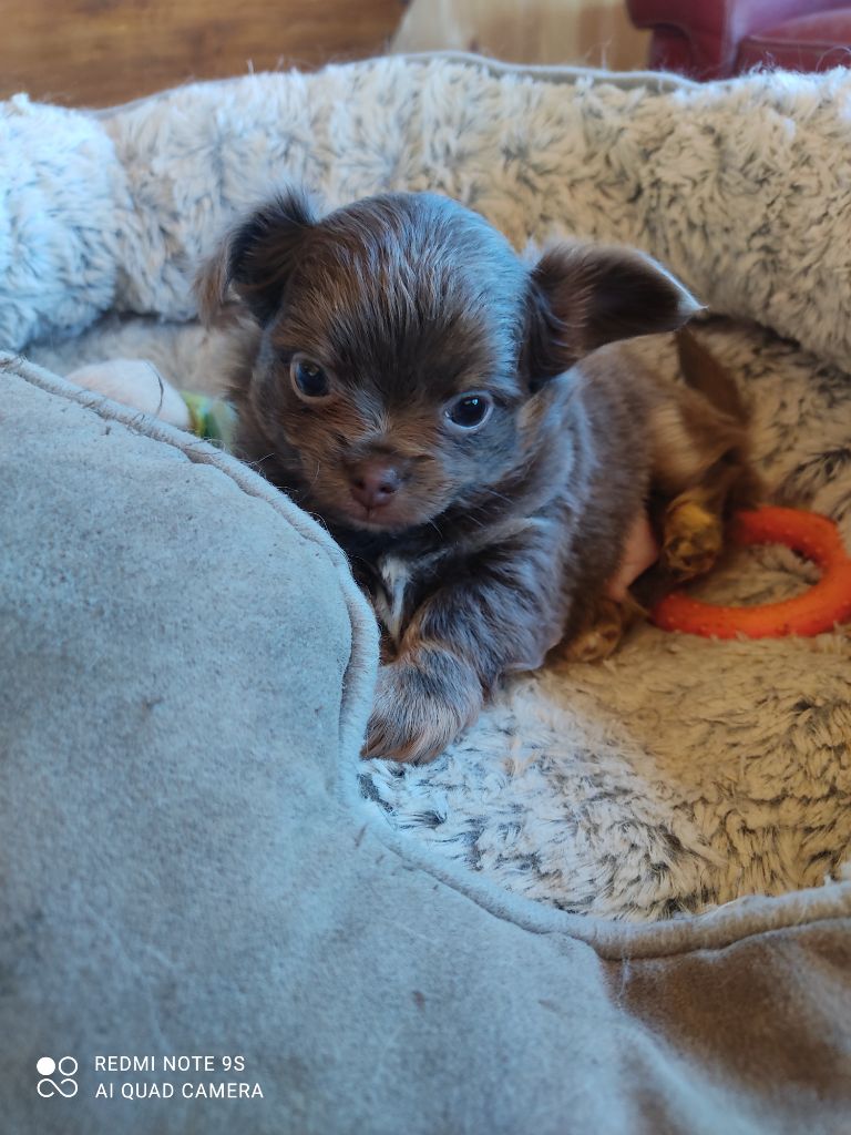 Des Blancs Moutons - Chiot disponible  - Chihuahua