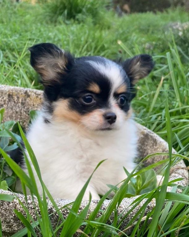 Des Blancs Moutons - Chiot disponible  - Chihuahua