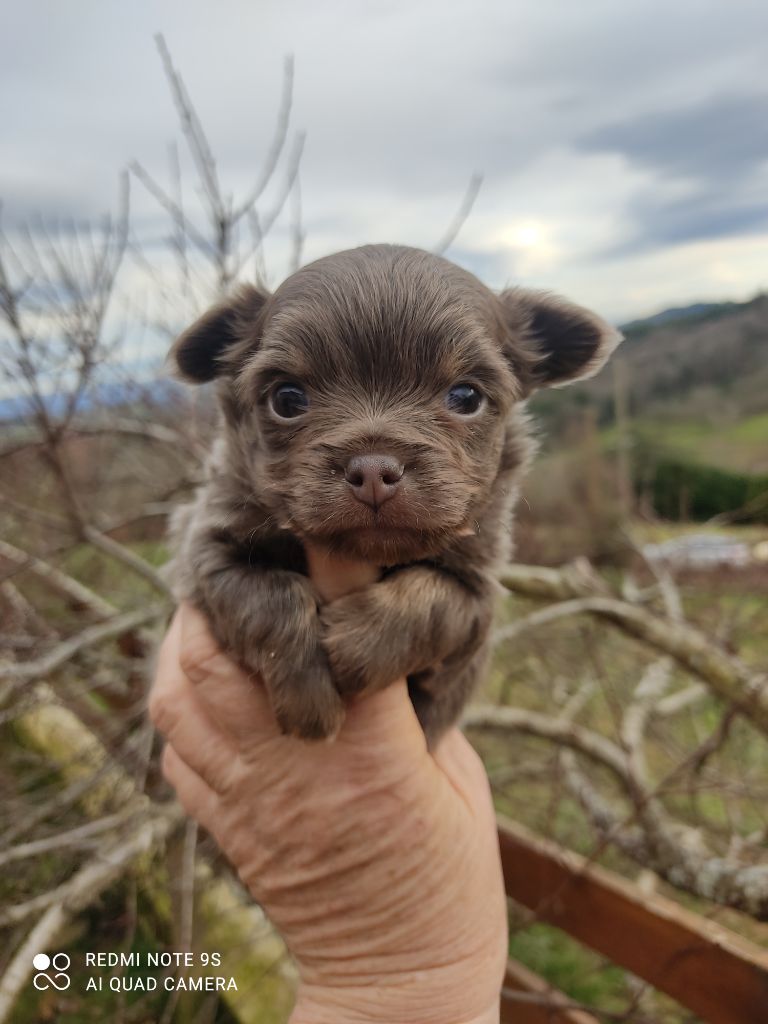 Des Blancs Moutons - Chiot disponible  - Chihuahua