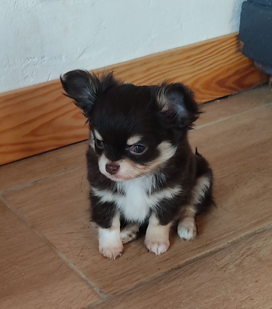 Des Blancs Moutons - Chiot disponible  - Chihuahua