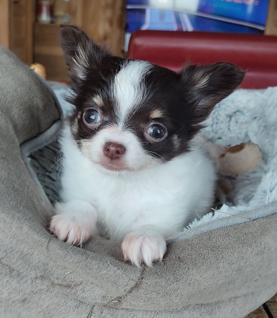 Des Blancs Moutons - Chiot disponible  - Chihuahua