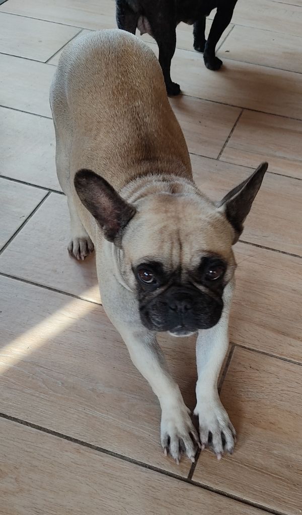 Olive de la fontaine du Vercors