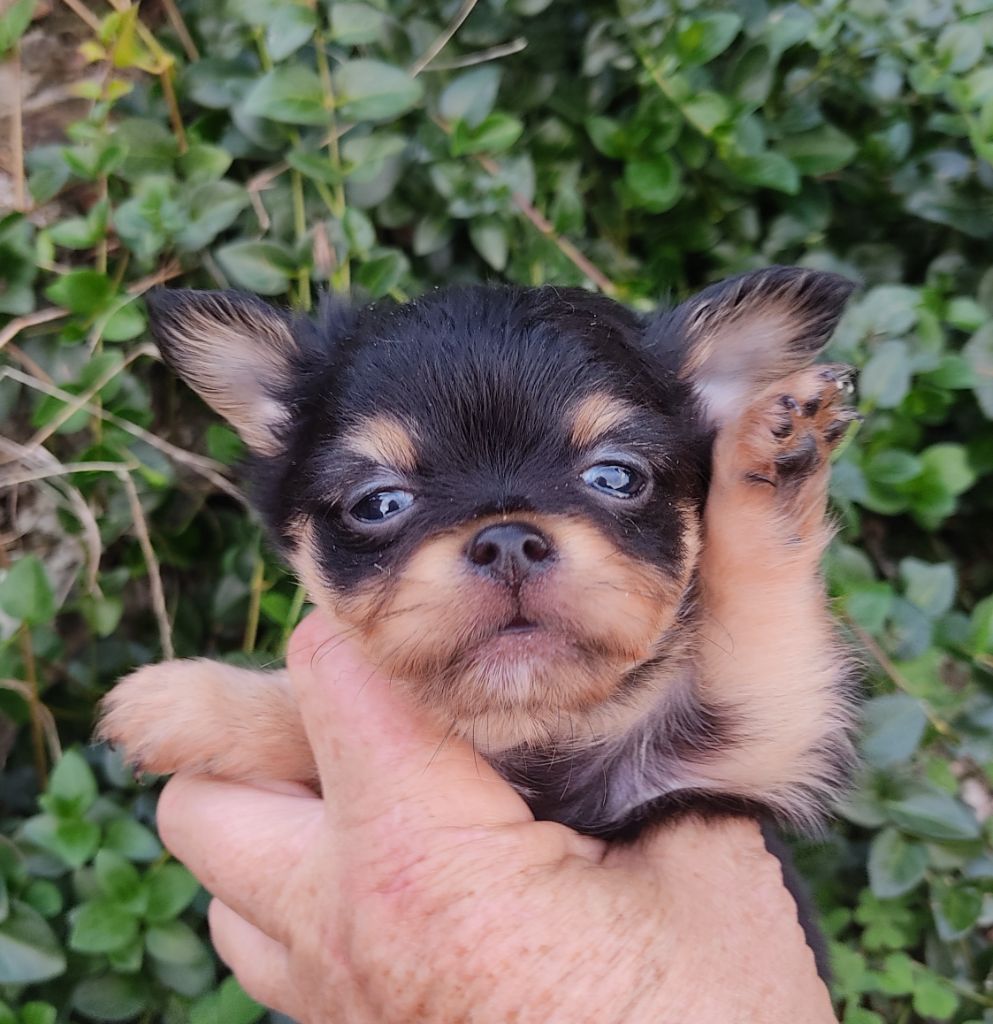 Des Blancs Moutons - Chiots disponibles - Chihuahua