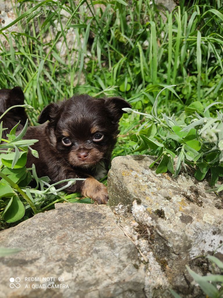 Des Blancs Moutons - Chiots disponibles - Chihuahua