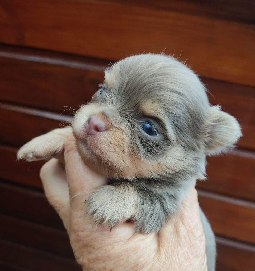 Des Blancs Moutons - Chiots disponibles - Chihuahua