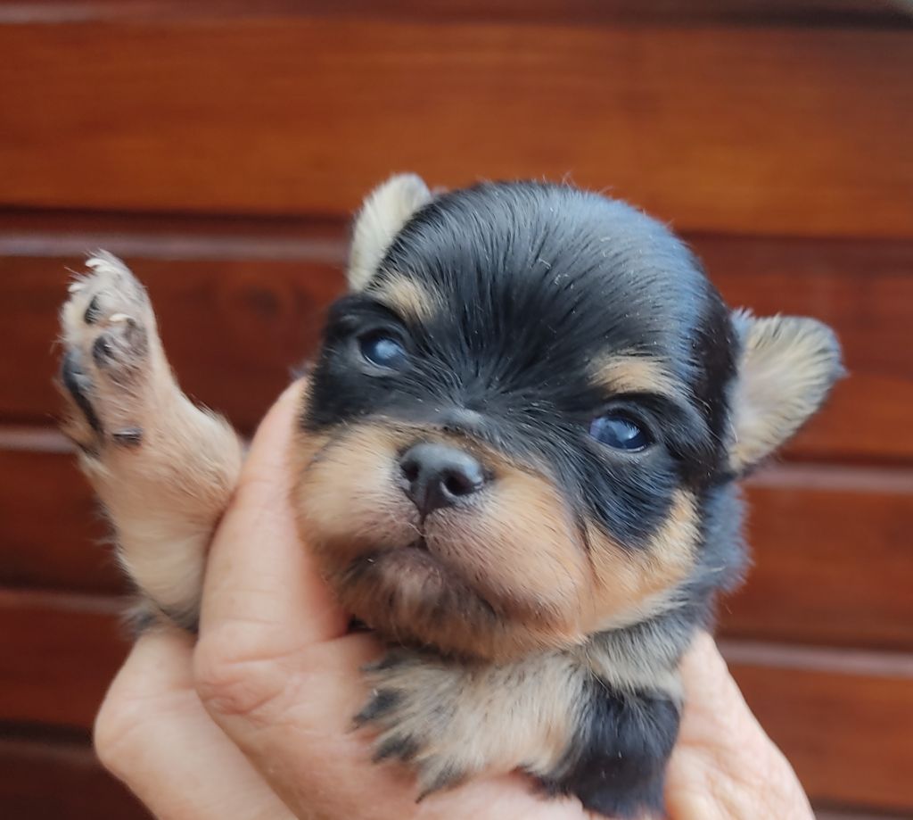 Des Blancs Moutons - Chiots disponibles - Chihuahua