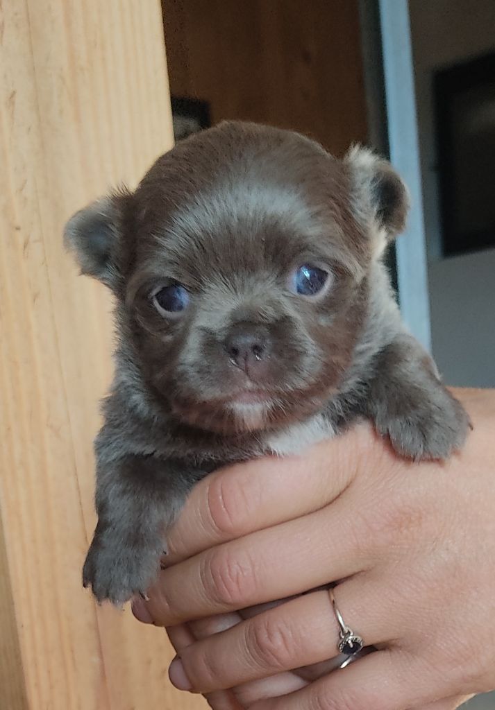 Des Blancs Moutons - Chiots disponibles - Chihuahua