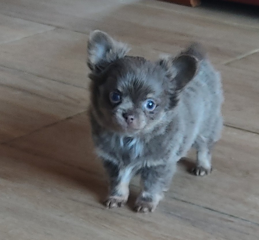 Des Blancs Moutons - Chiots disponibles - Chihuahua