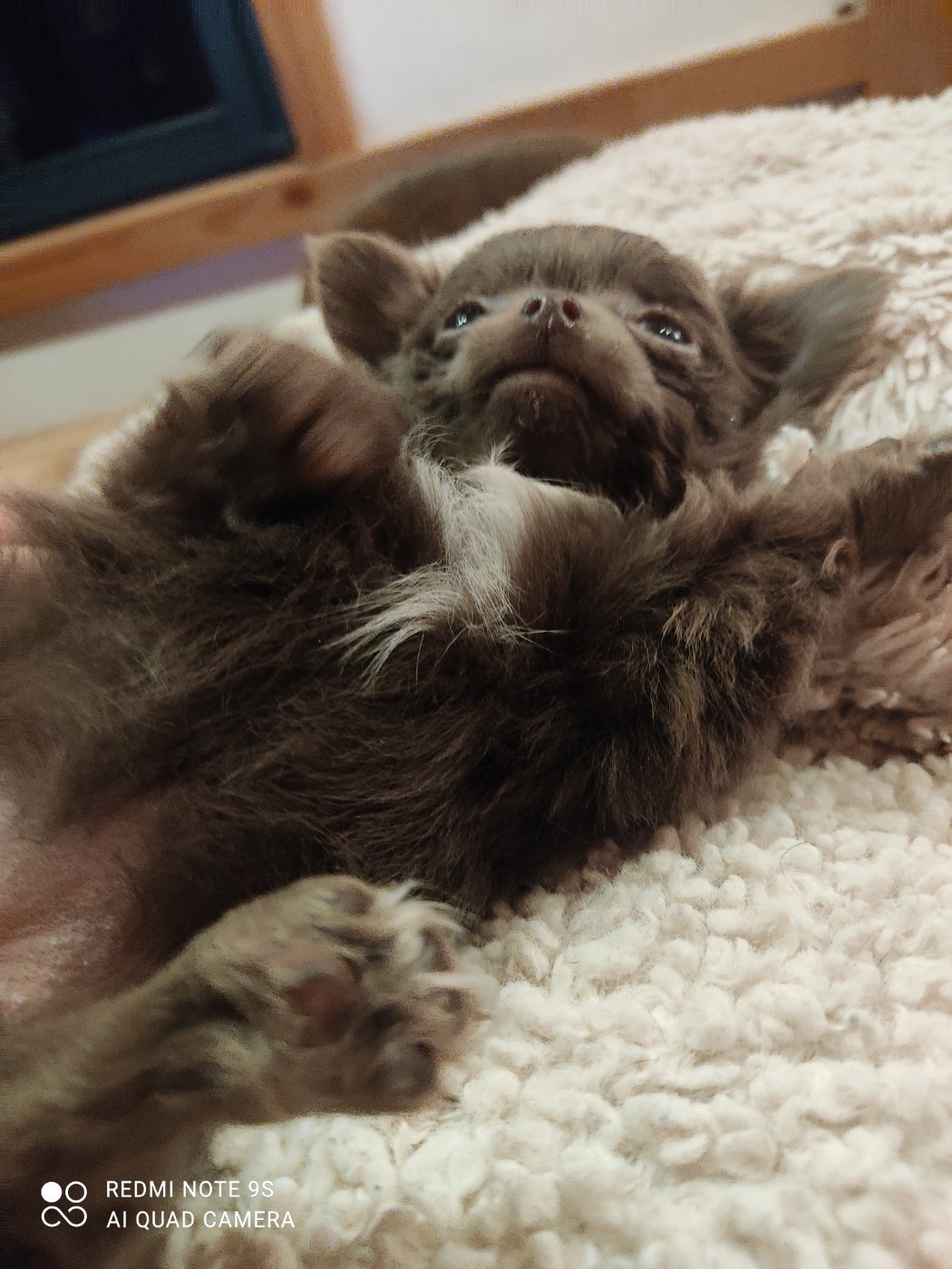 Des Blancs Moutons - Chihuahua - Portée née le 06/11/2025