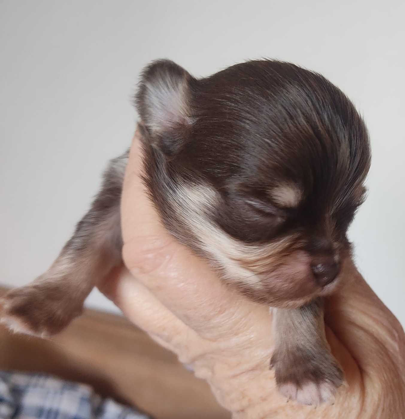 Des Blancs Moutons - Chiots disponibles - Chihuahua