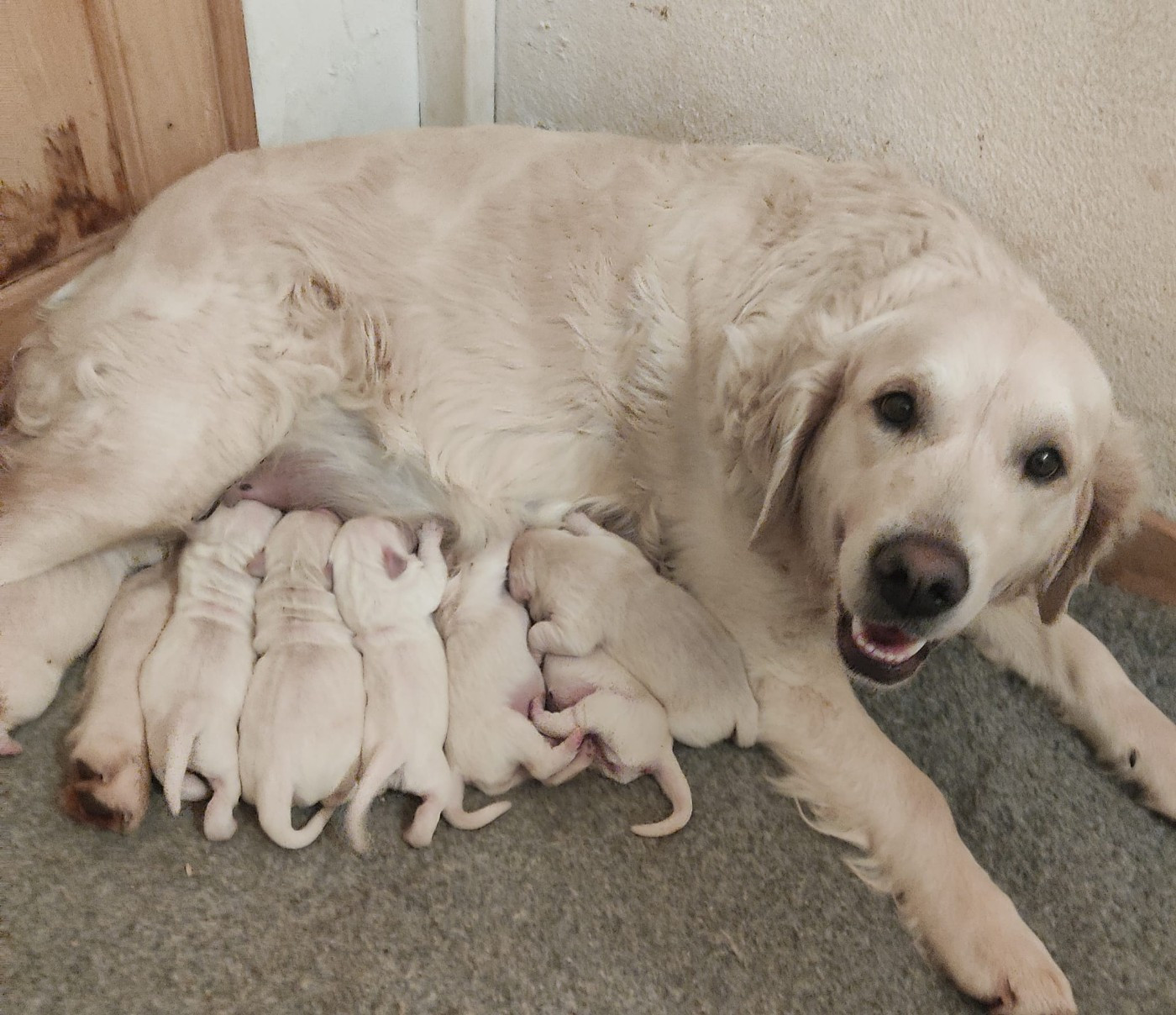 Des Blancs Moutons - Chiots disponibles - Golden Retriever