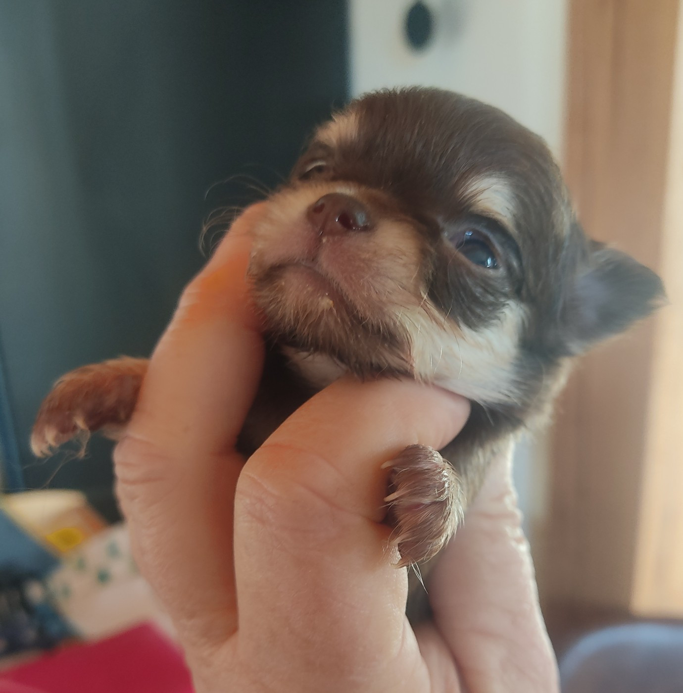 Des Blancs Moutons - Chiots disponibles - Chihuahua