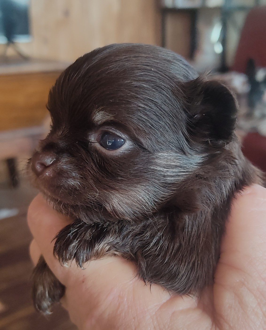 Des Blancs Moutons - Chiots disponibles - Chihuahua