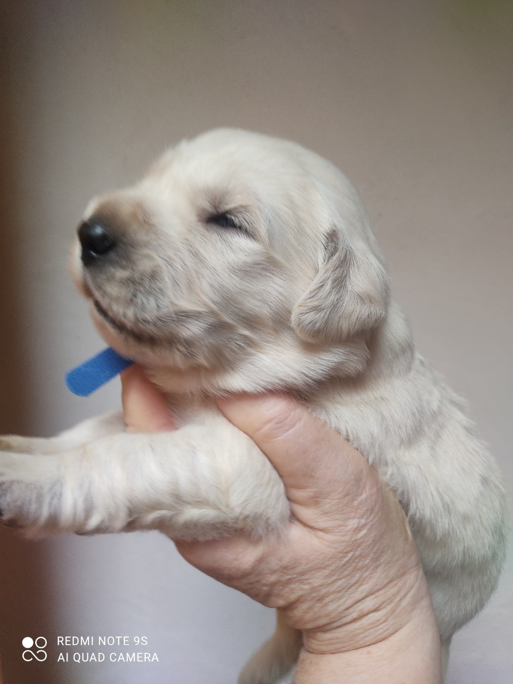 Des Blancs Moutons - Chiots disponibles - Golden Retriever