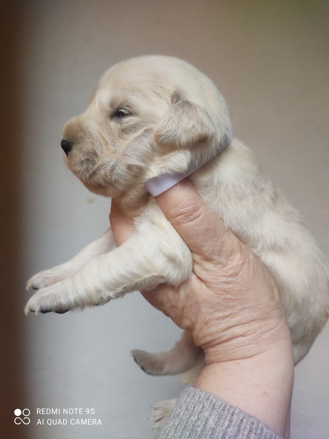 Des Blancs Moutons - Chiots disponibles - Golden Retriever