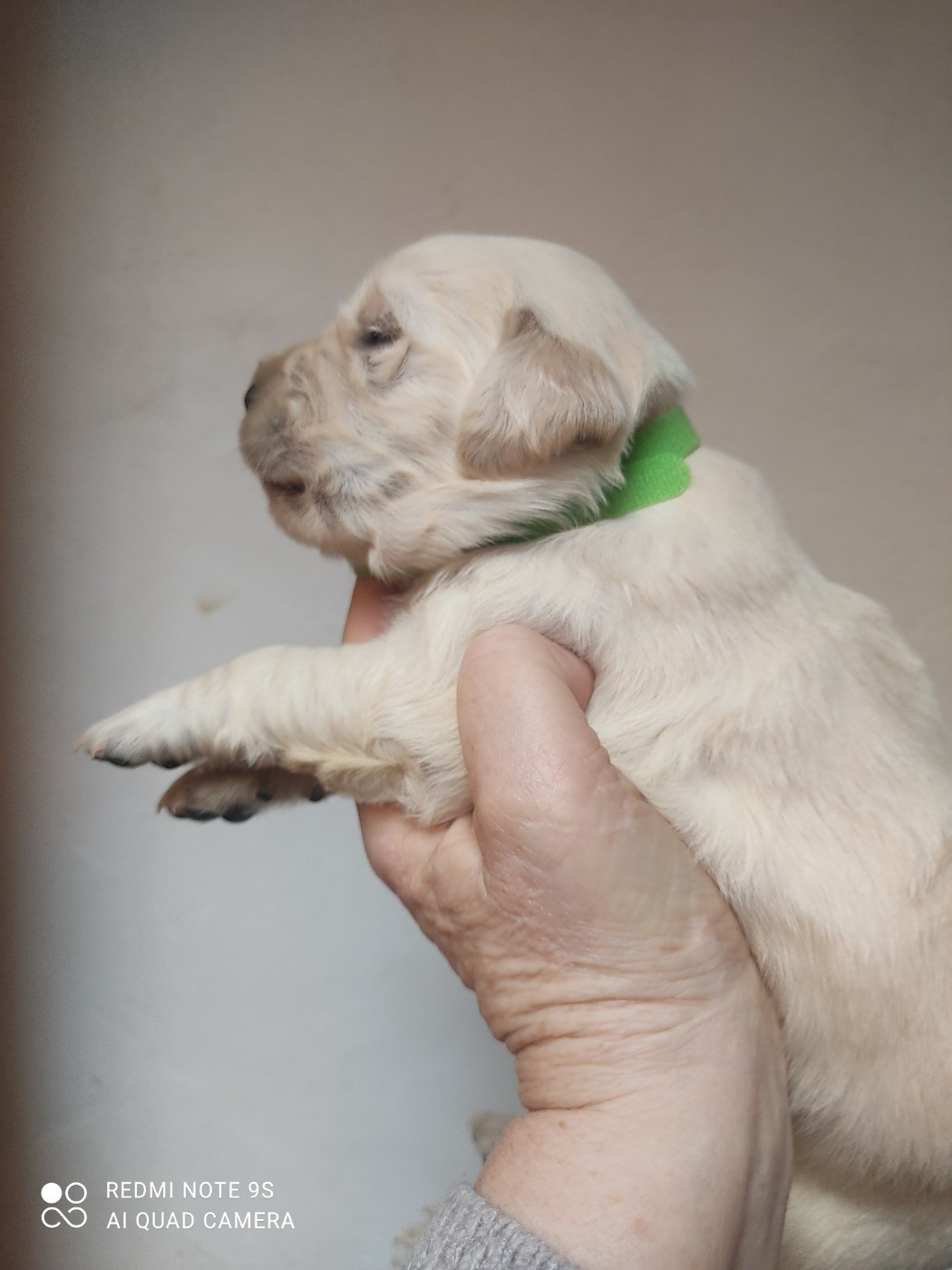 Des Blancs Moutons - Chiots disponibles - Golden Retriever