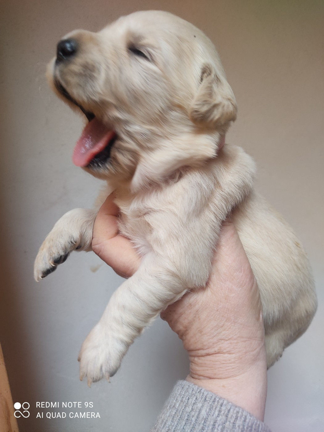 Des Blancs Moutons - Chiots disponibles - Golden Retriever