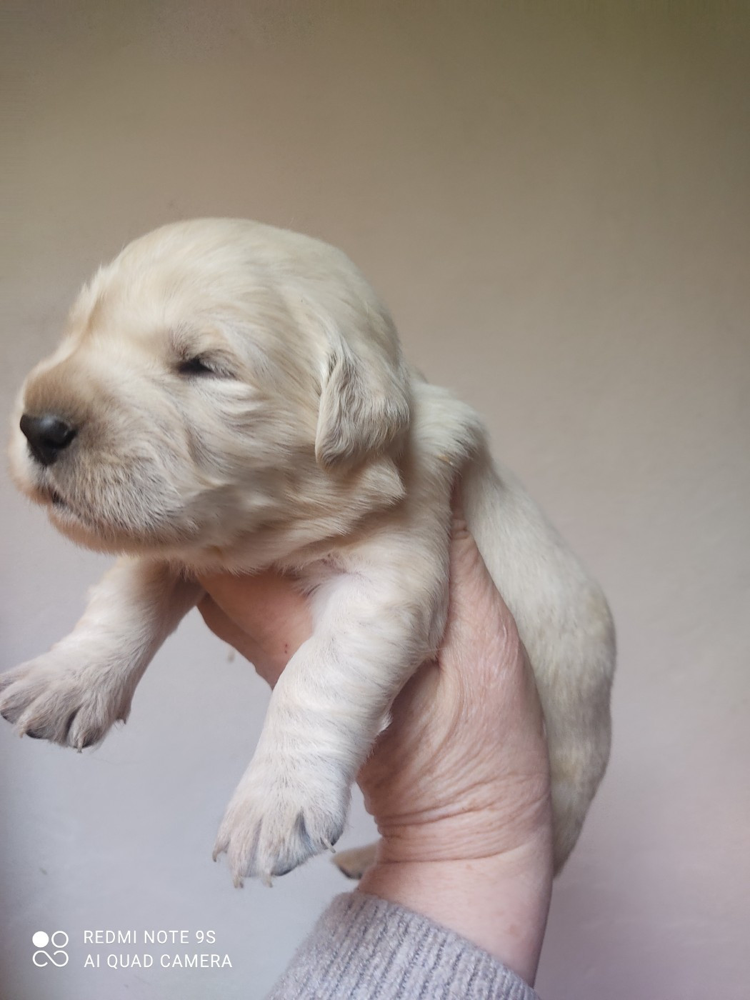 Des Blancs Moutons - Chiots disponibles - Golden Retriever