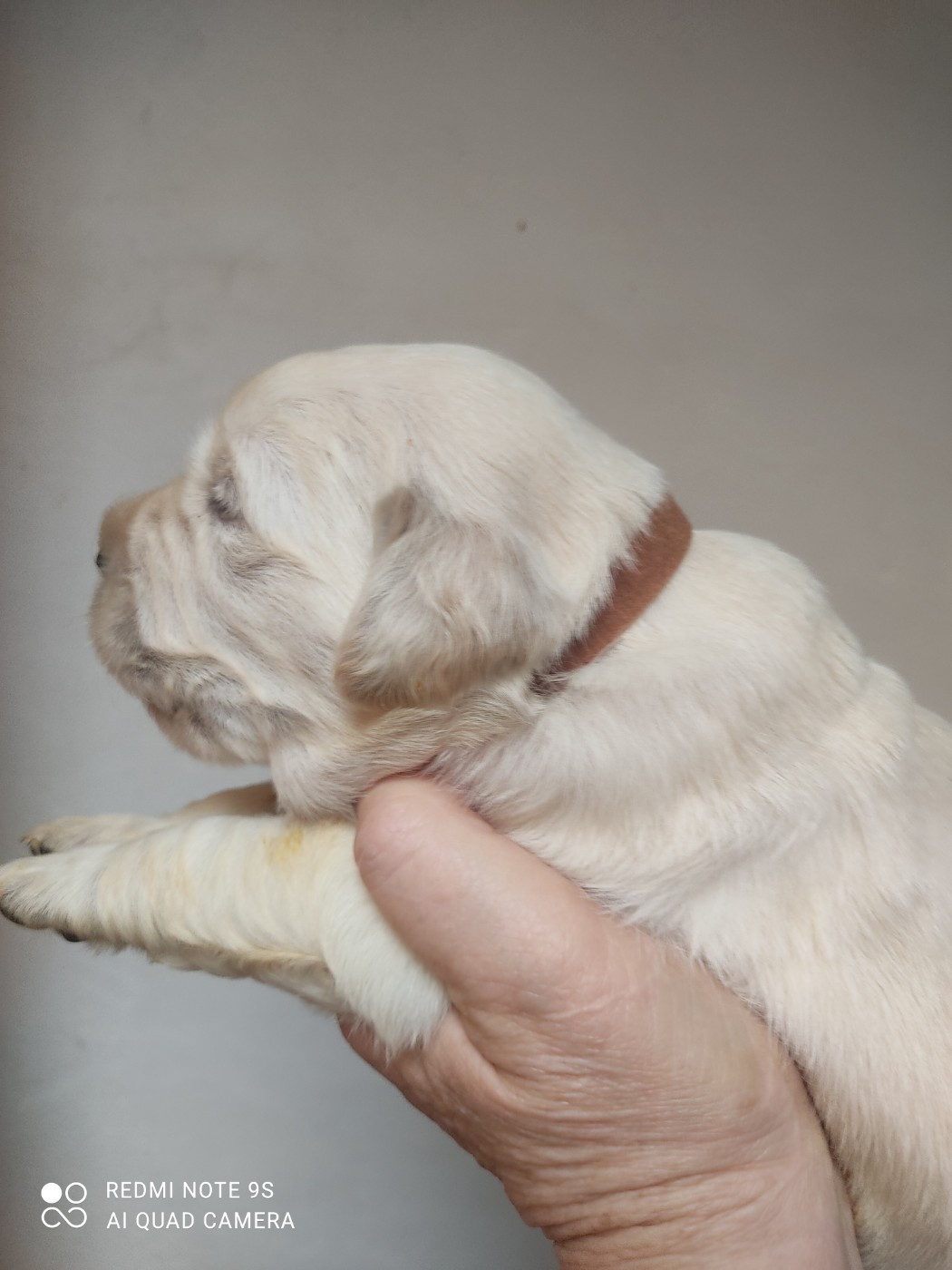 Des Blancs Moutons - Chiots disponibles - Golden Retriever