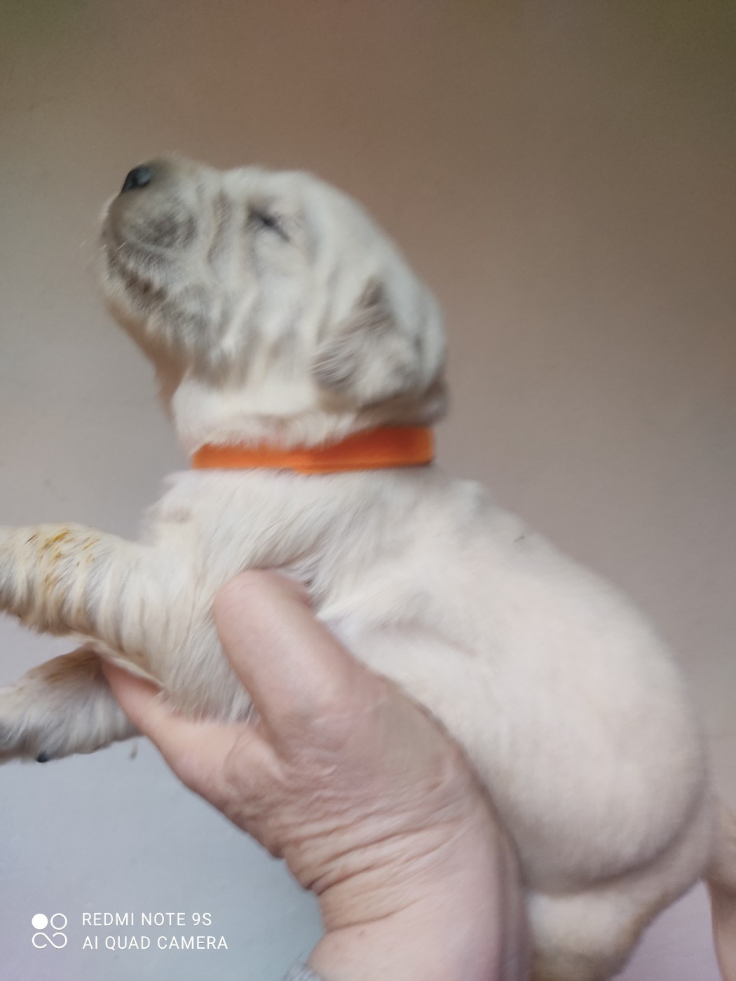 Des Blancs Moutons - Chiots disponibles - Golden Retriever