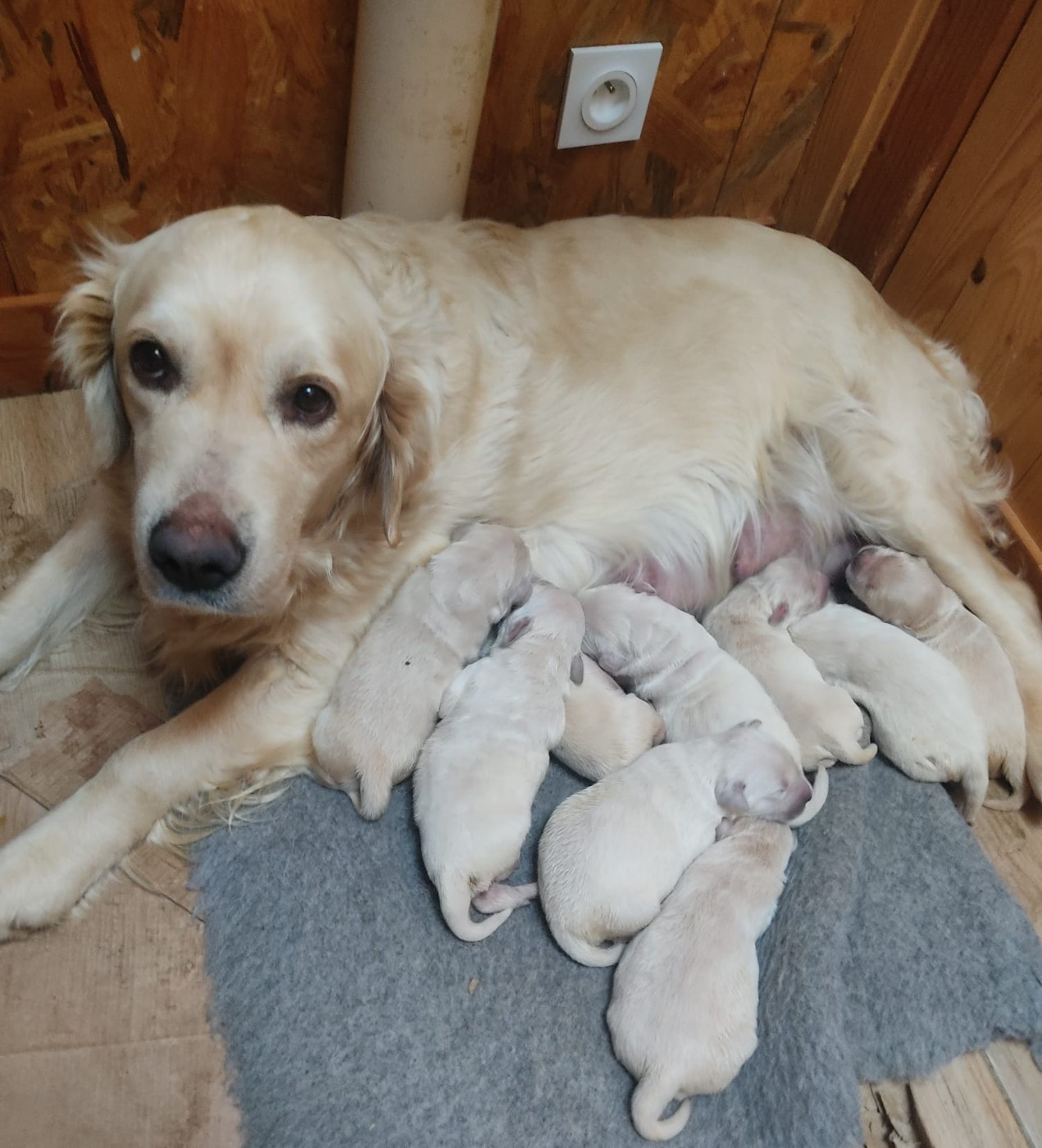 Chiot Golden Retriever Des Blancs Moutons