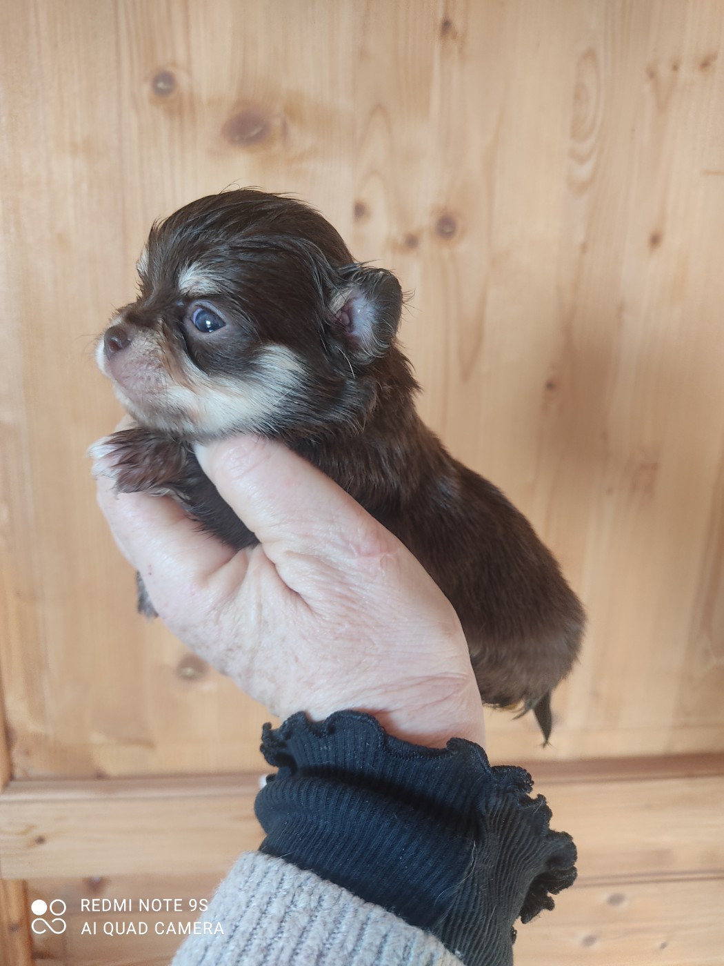 Des Blancs Moutons - Chiots disponibles - Chihuahua