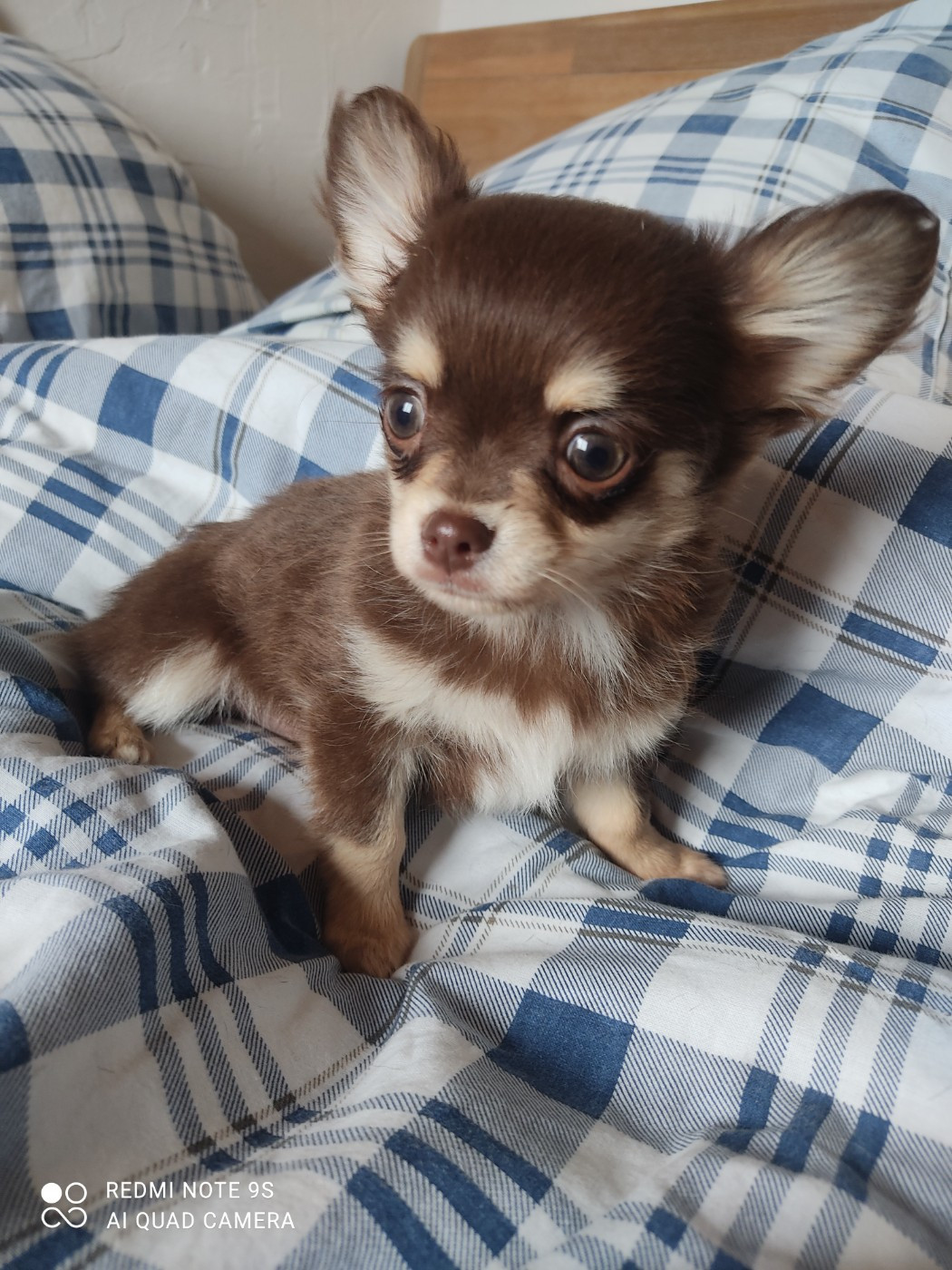 Des Blancs Moutons - Chiots disponibles - Chihuahua