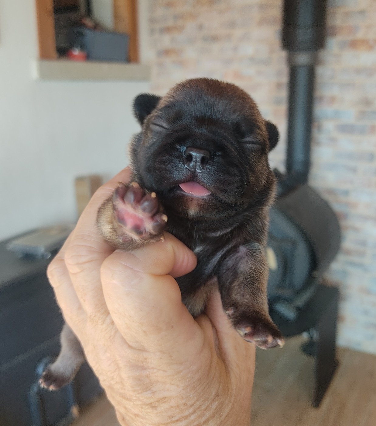 Des Blancs Moutons - Chiots disponibles - Bouledogue français