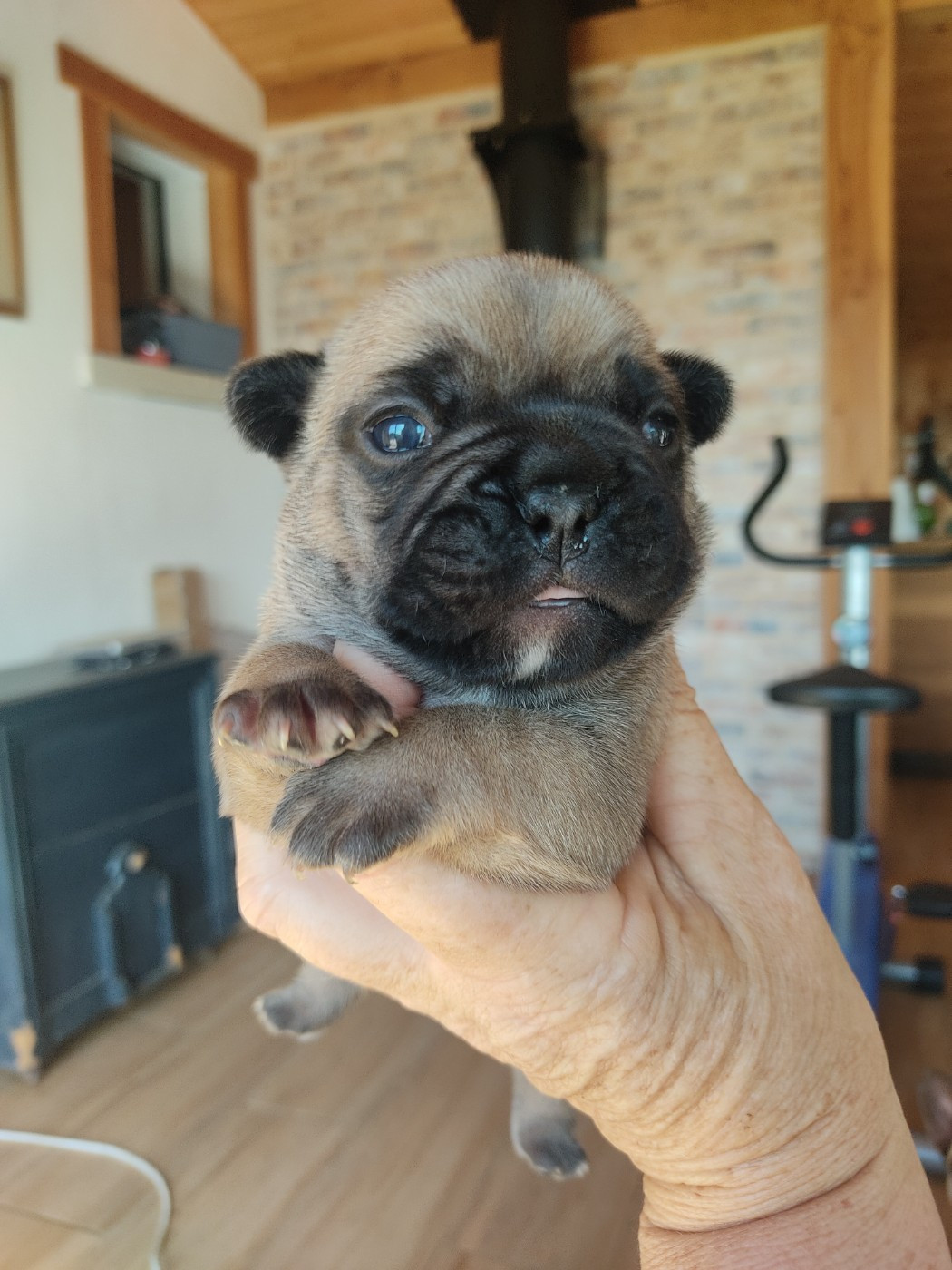 Des Blancs Moutons - Chiots disponibles - Bouledogue français