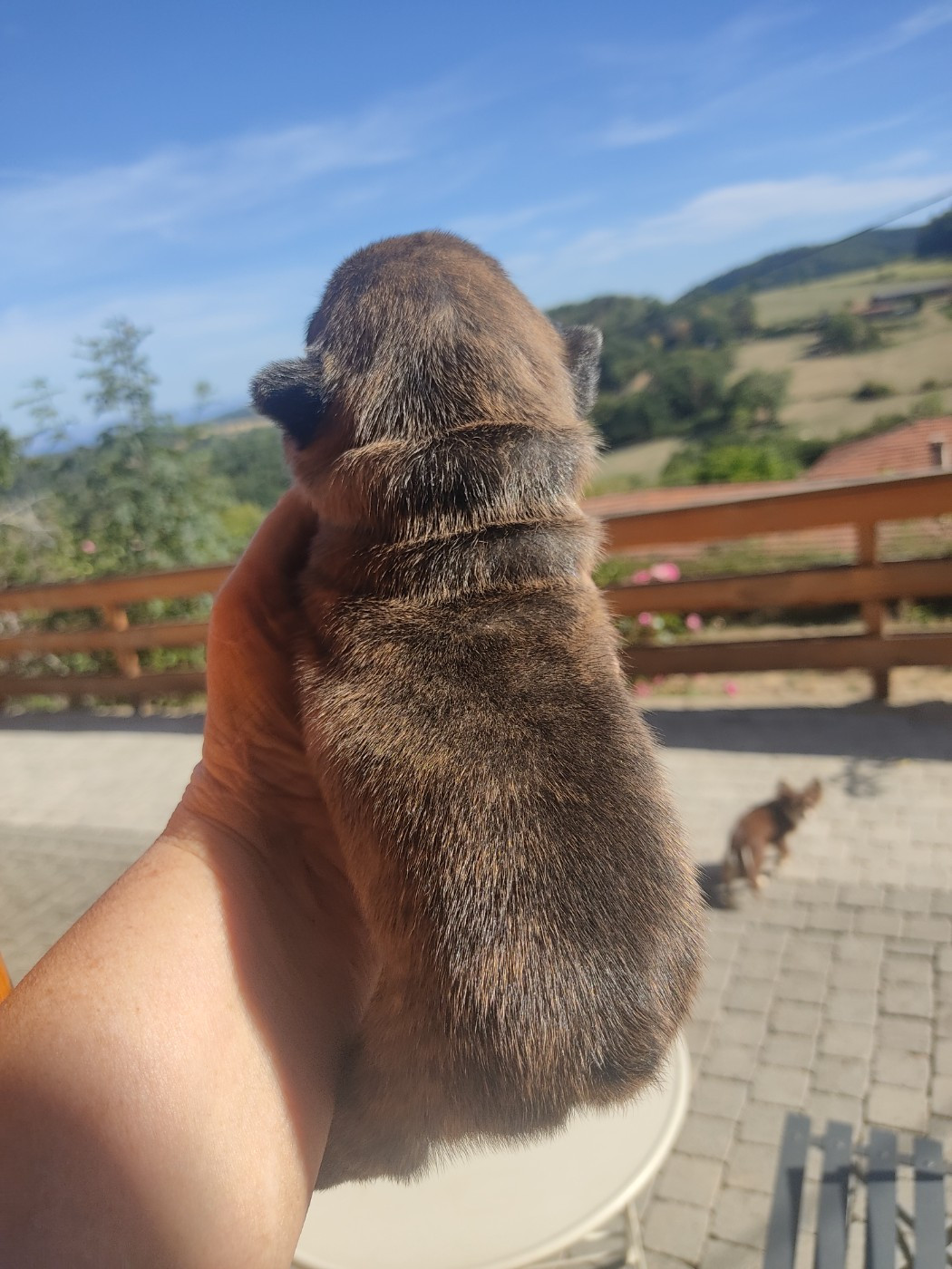 Des Blancs Moutons - Chiots disponibles - Bouledogue français