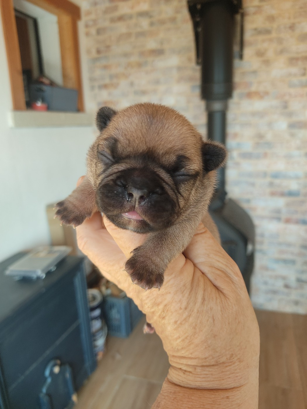 Des Blancs Moutons - Chiots disponibles - Bouledogue français