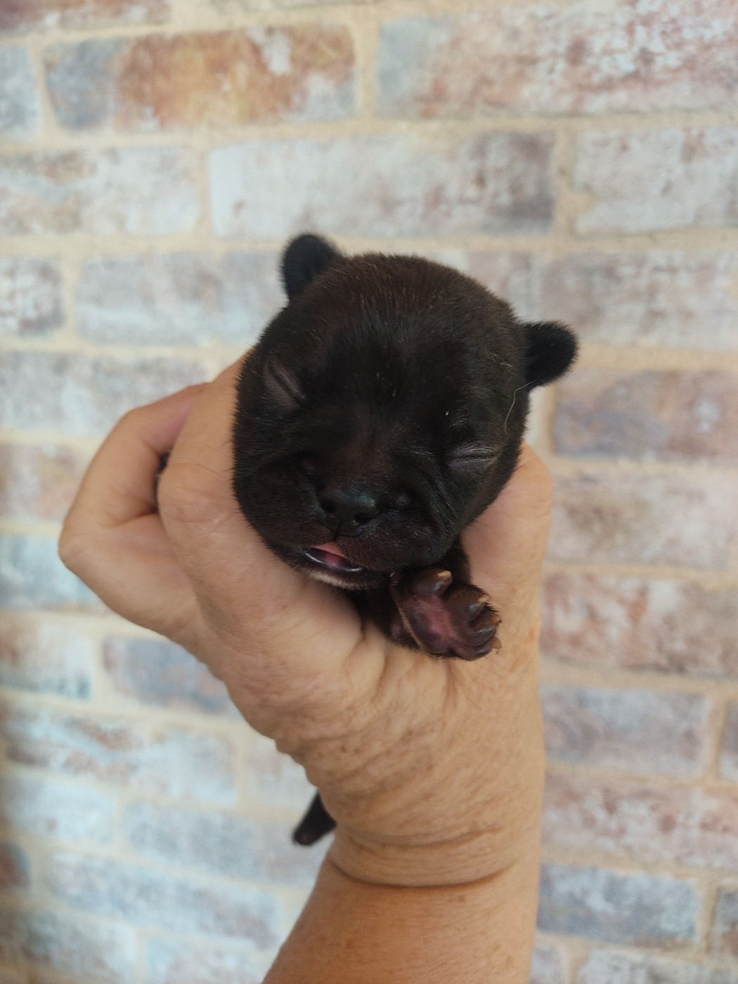 Des Blancs Moutons - Chiots disponibles - Bouledogue français
