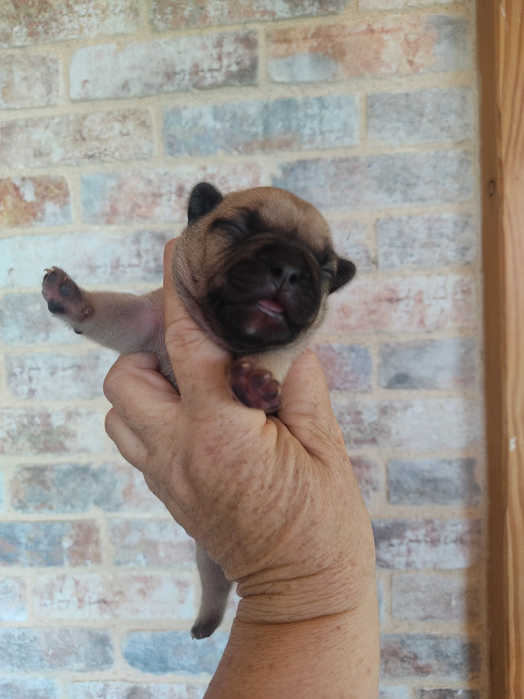 Des Blancs Moutons - Chiots disponibles - Bouledogue français