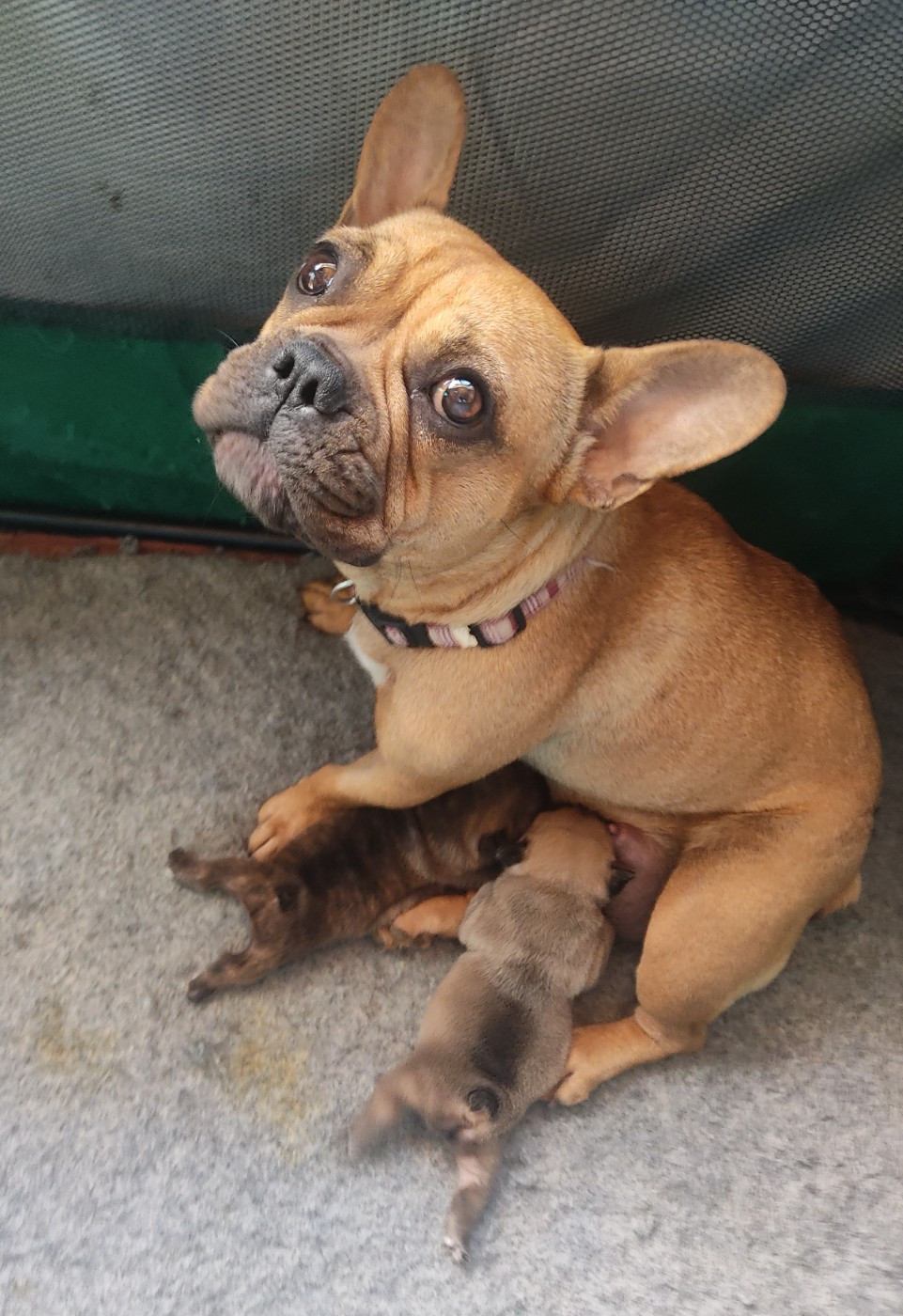 Chiot Bouledogue français Des Blancs Moutons