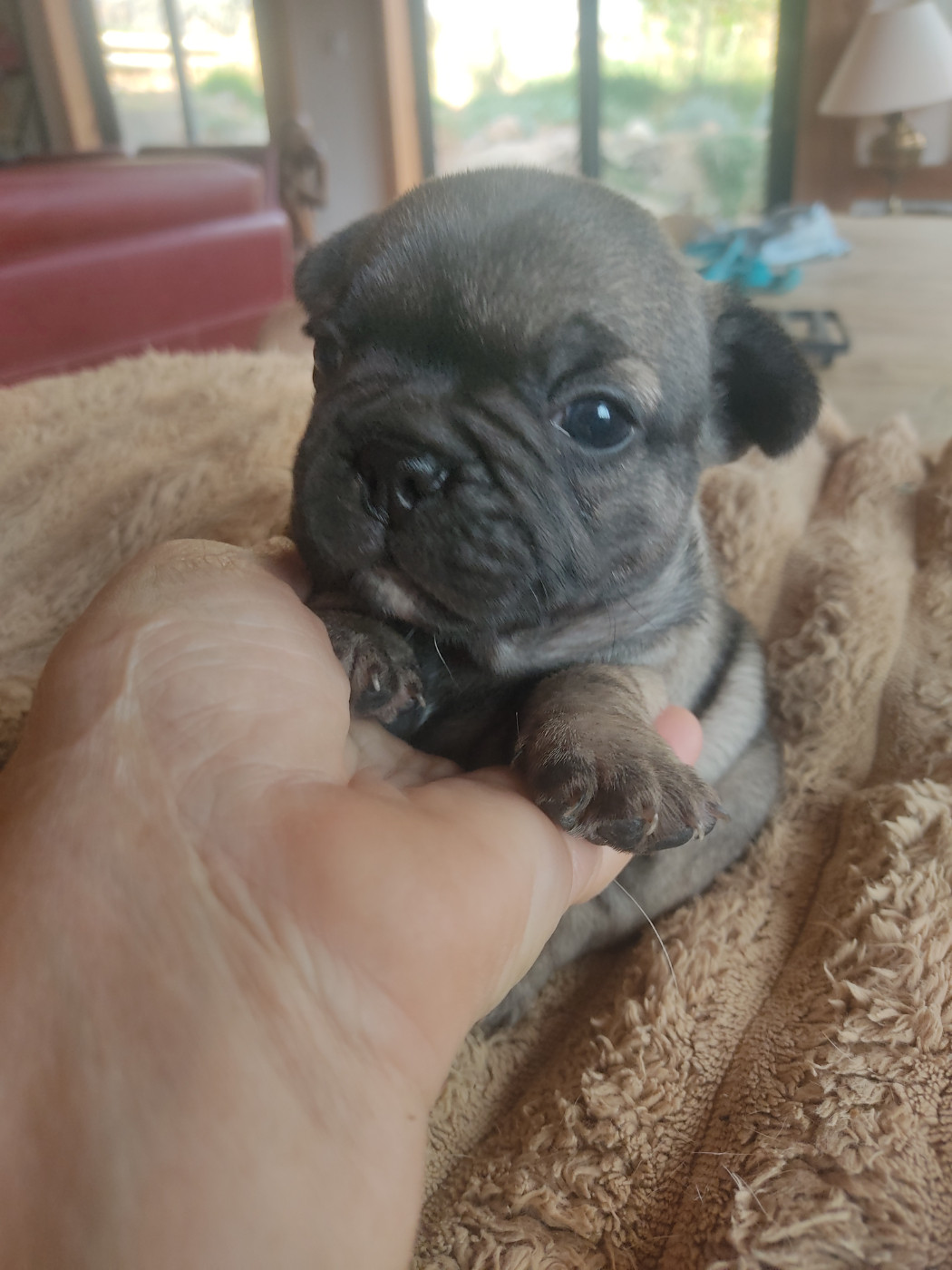Des Blancs Moutons - Chiots disponibles - Bouledogue français
