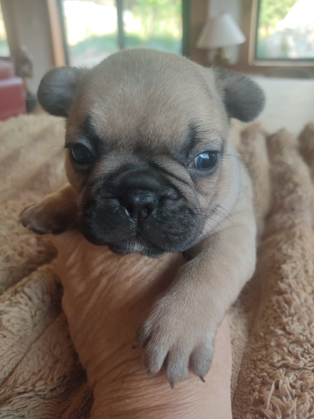 Des Blancs Moutons - Chiots disponibles - Bouledogue français