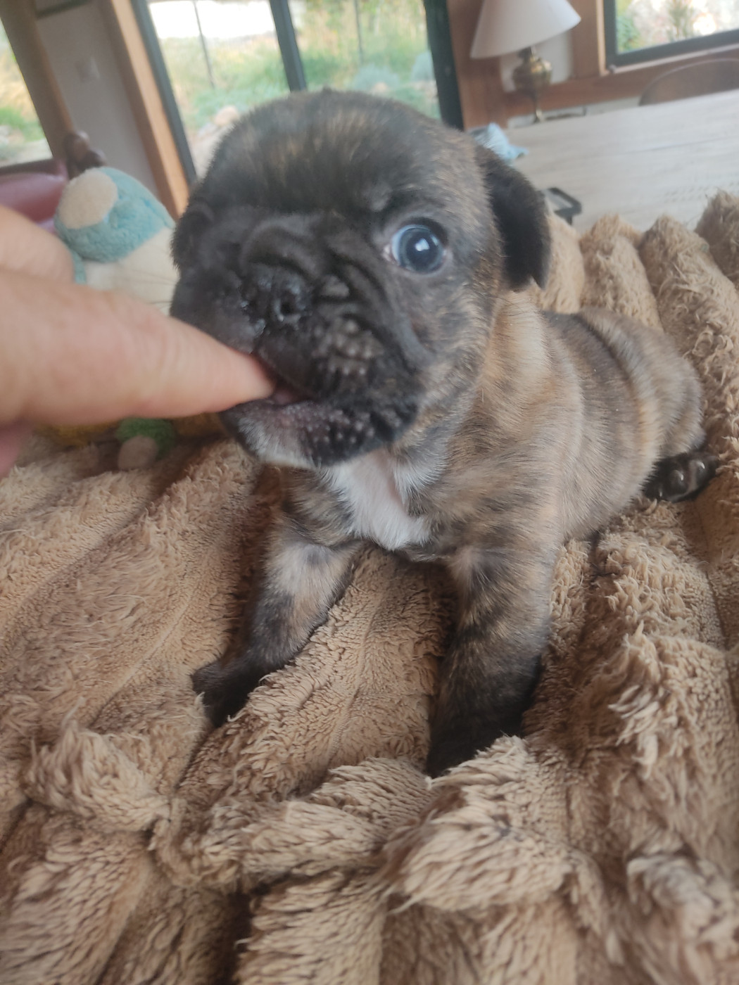 Des Blancs Moutons - Chiots disponibles - Bouledogue français