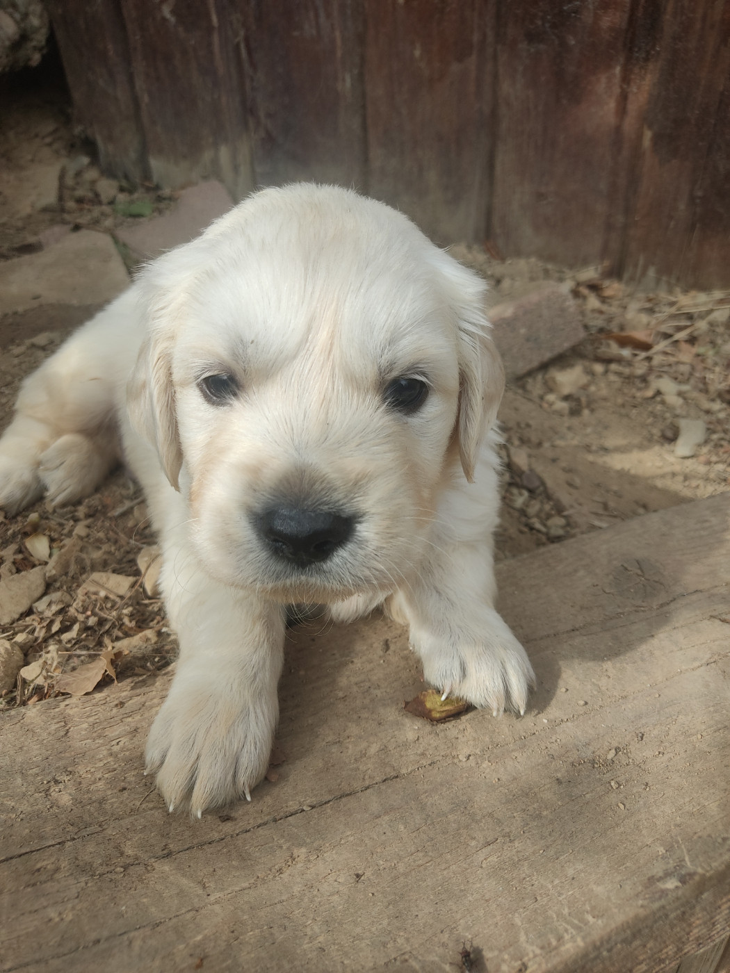 Des Blancs Moutons - Chiots disponibles - Golden Retriever