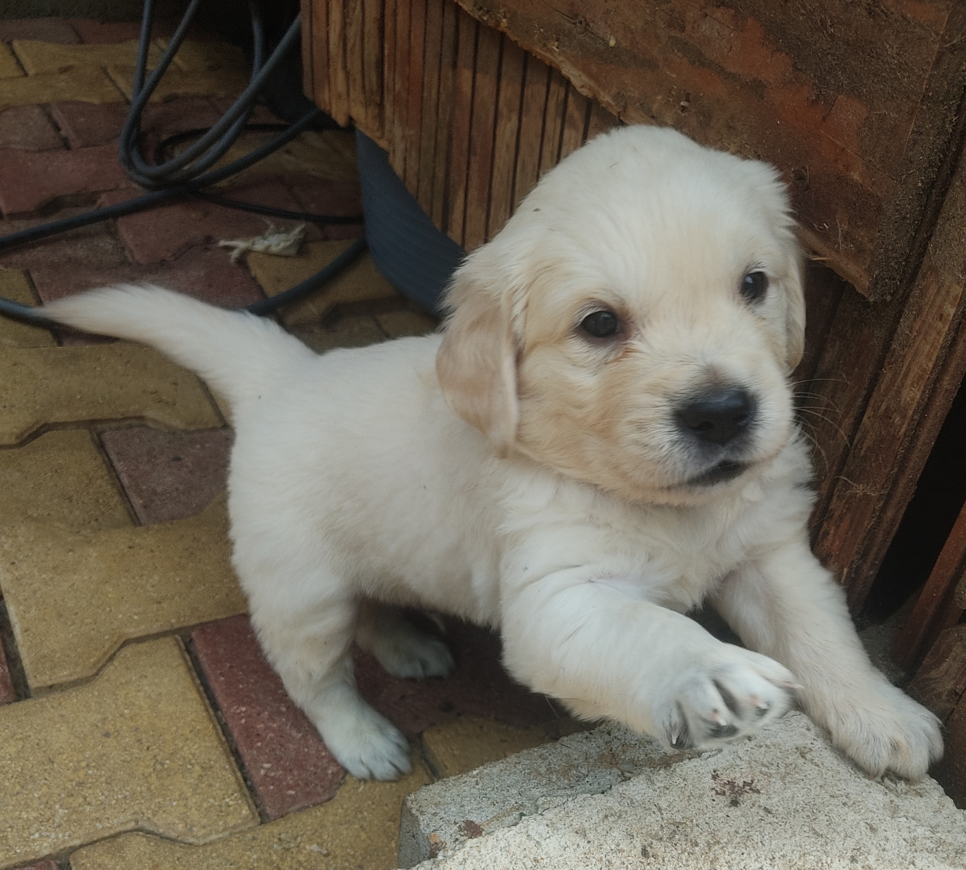Des Blancs Moutons - Chiots disponibles - Golden Retriever