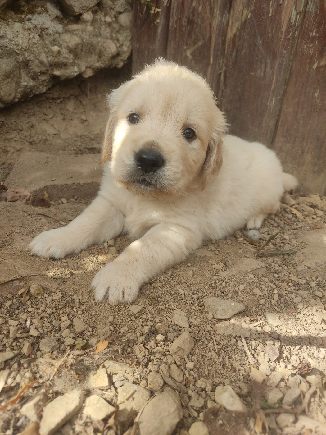 Des Blancs Moutons - Chiots disponibles - Golden Retriever