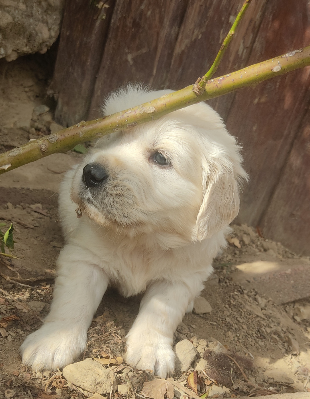 Des Blancs Moutons - Chiots disponibles - Golden Retriever