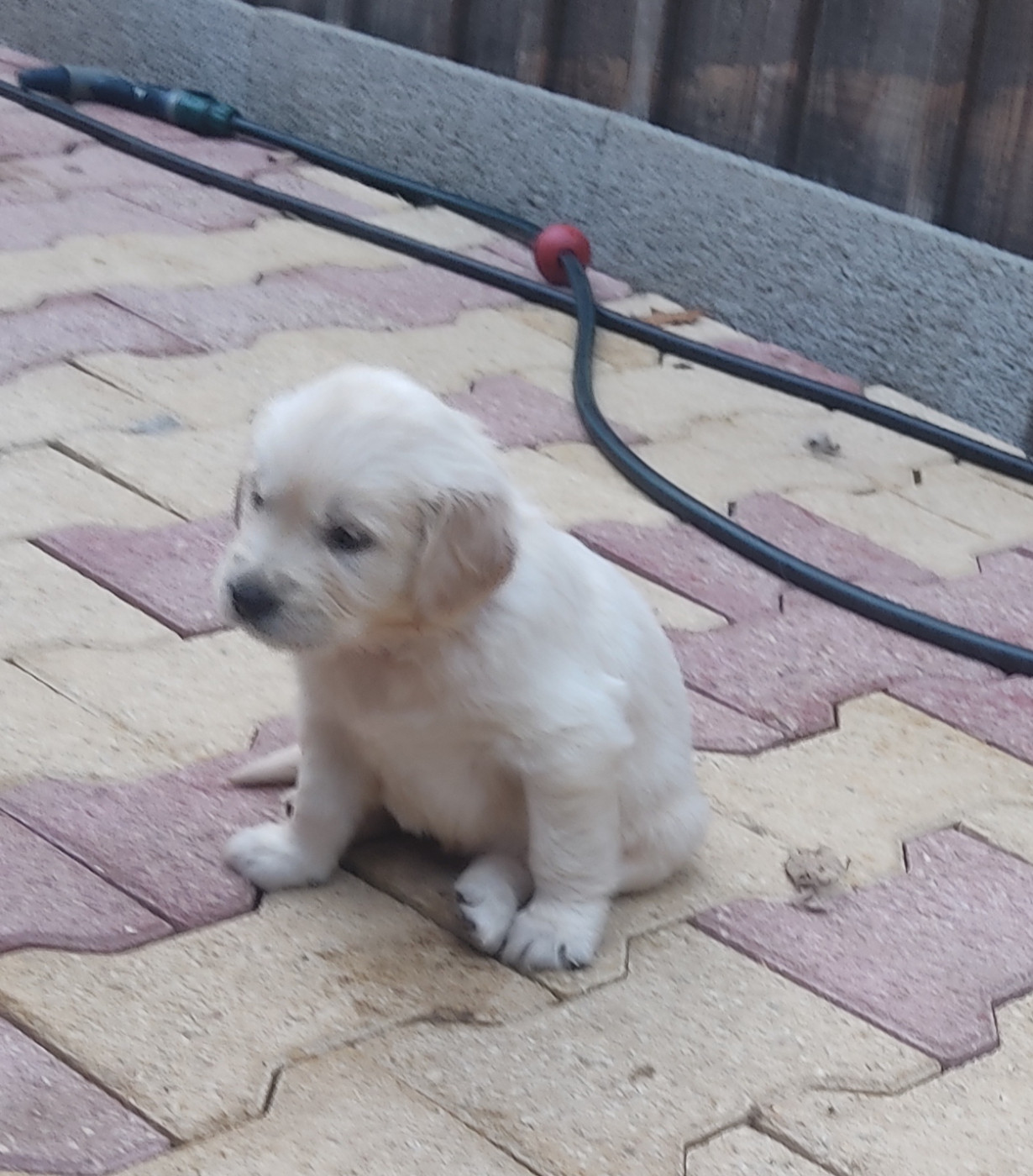 Des Blancs Moutons - Chiots disponibles - Golden Retriever