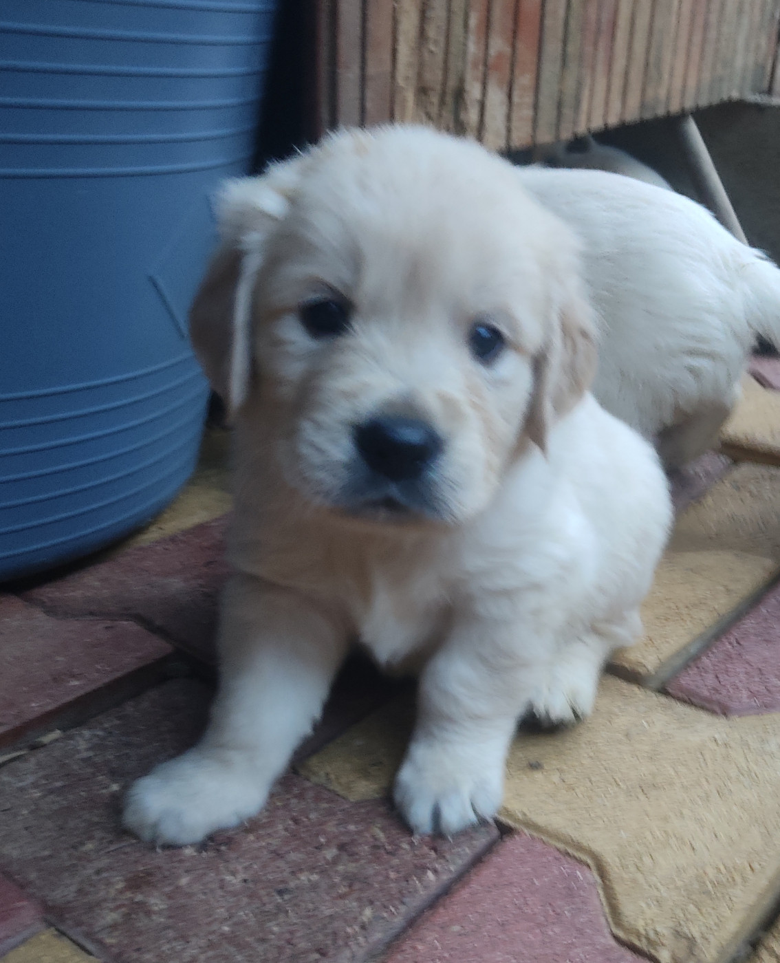 Des Blancs Moutons - Chiots disponibles - Golden Retriever