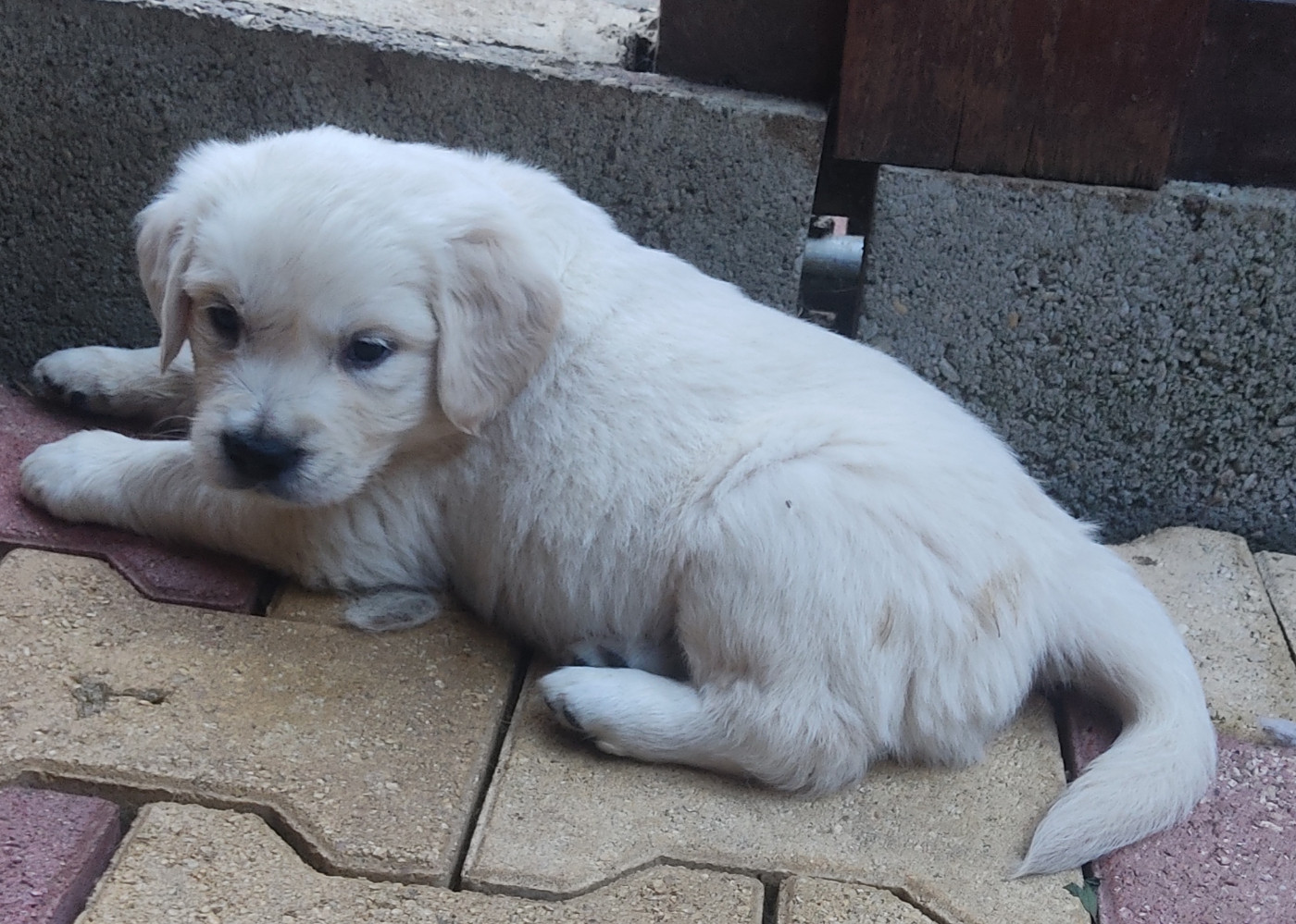 Des Blancs Moutons - Chiots disponibles - Golden Retriever