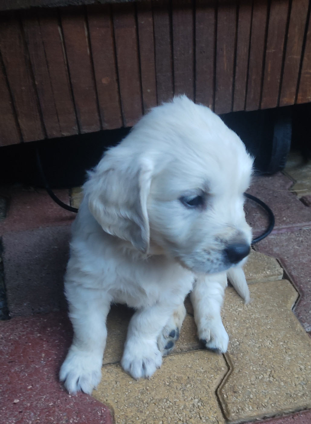 Des Blancs Moutons - Chiots disponibles - Golden Retriever