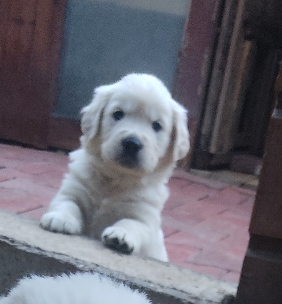 Des Blancs Moutons - Chiots disponibles - Golden Retriever