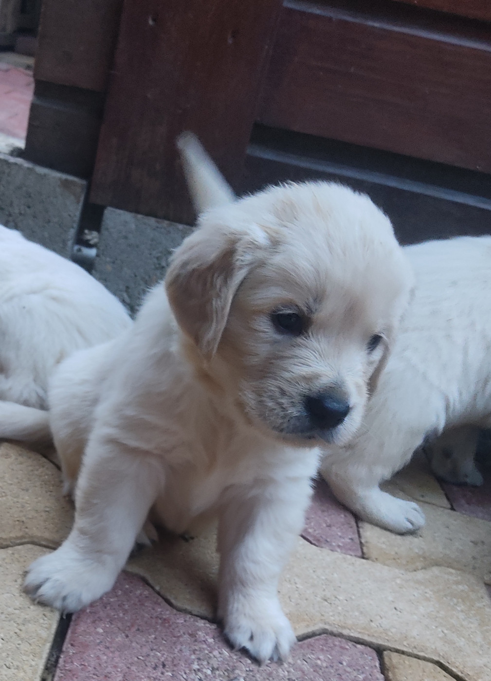 Des Blancs Moutons - Chiots disponibles - Golden Retriever