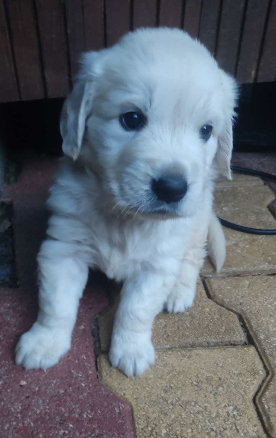Des Blancs Moutons - Chiots disponibles - Golden Retriever